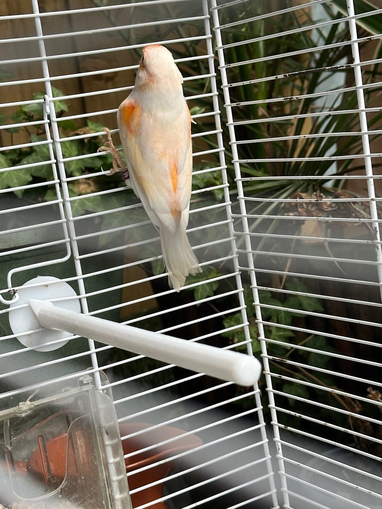 A Male Mosaic Canary 
