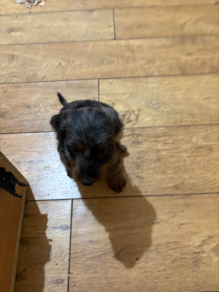 DAPPLE LONG HAIRED DACHSHUND BOY PUPPIES 