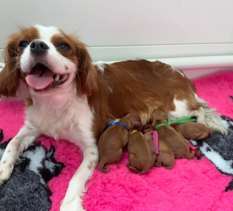Cavalier King Charles spaniel puppies ready now
