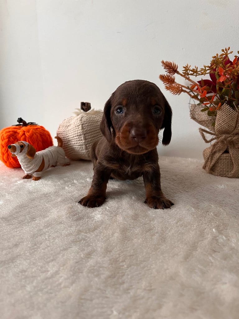 Beautiful Dachshund Male Puppies 🤎🍫 