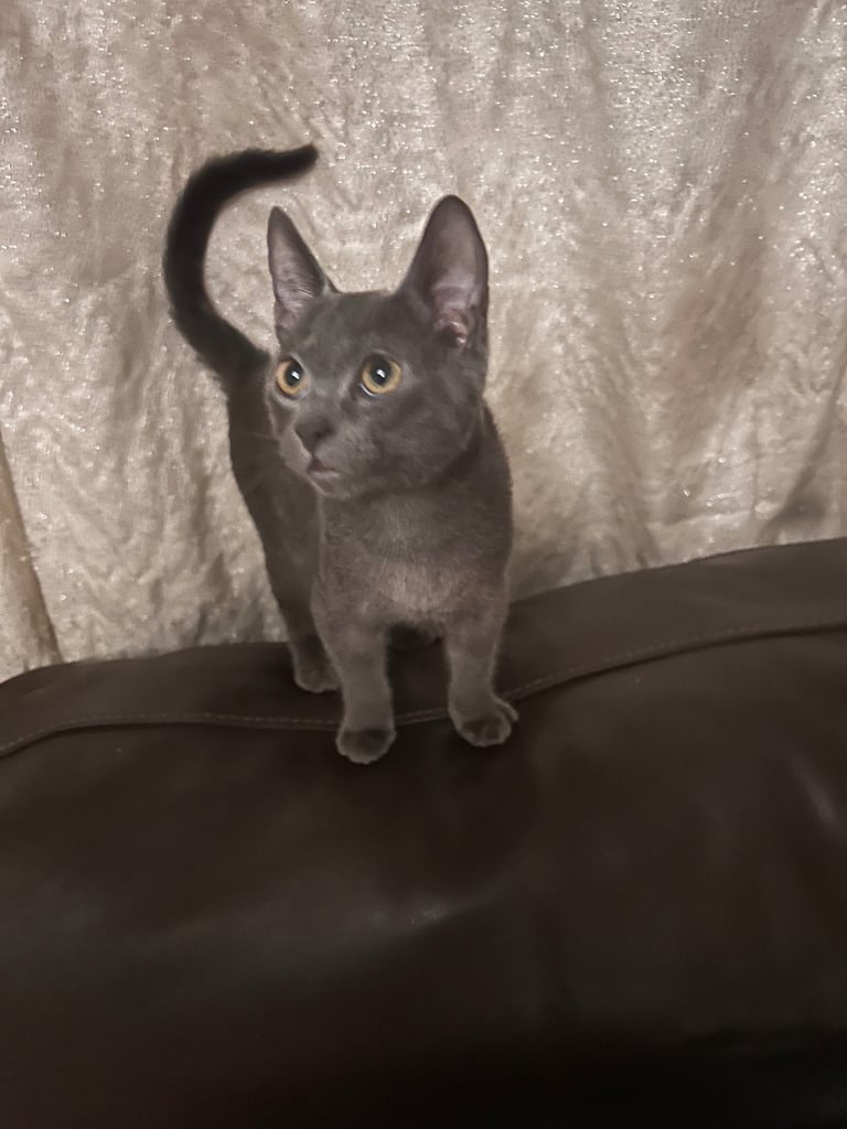Kittens for sale 