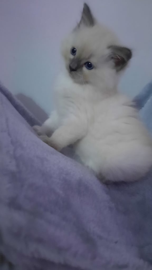 Ragdoll Kitten