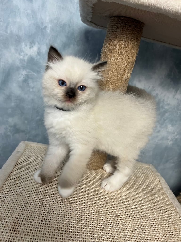 Ready Beautiful Ragdoll Kittens Blue Mitted and Chocolate Mitted