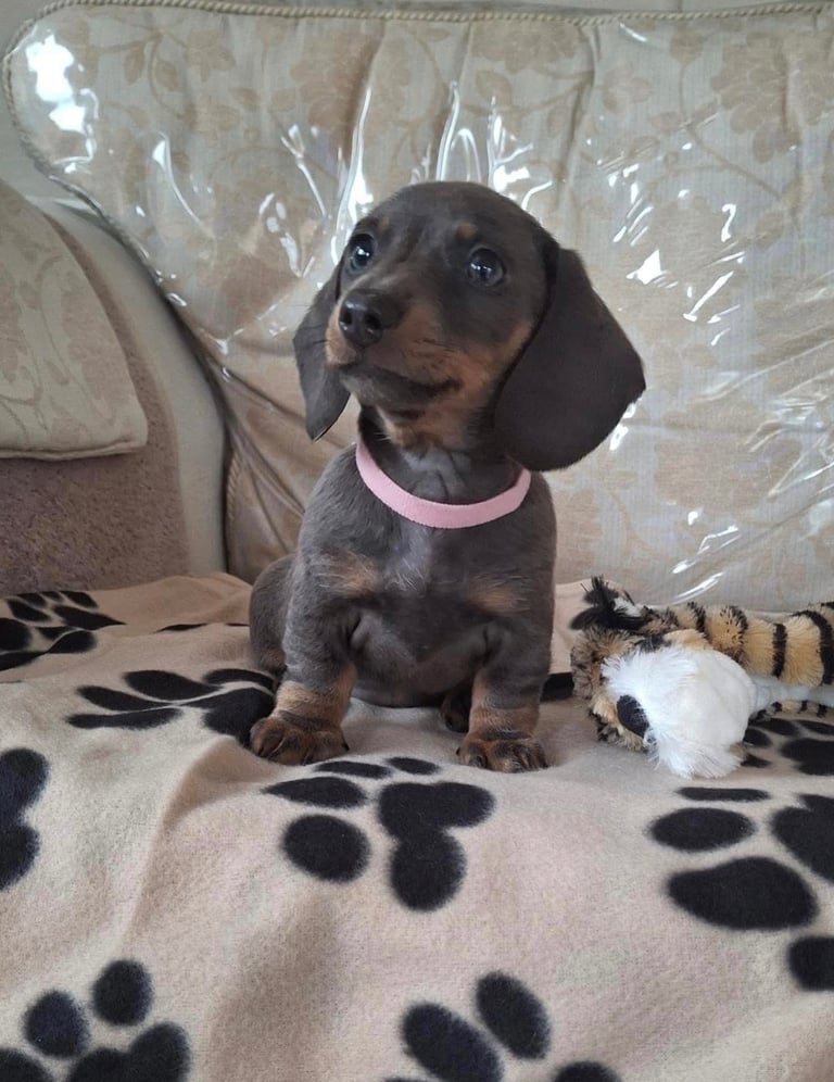 Miniature dachshund puppies (READY NOW)