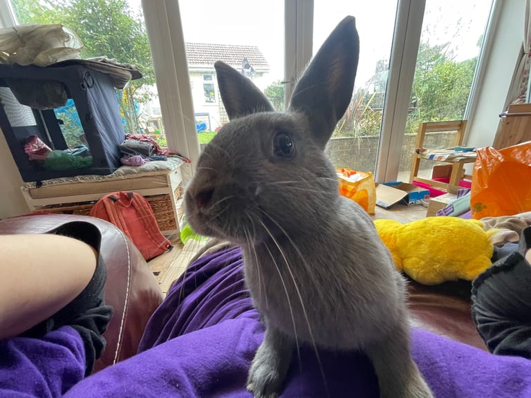 Gorgeous friendly 3 month old rabbits