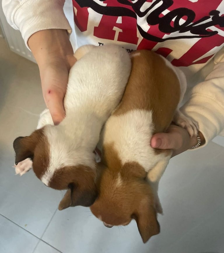 Jack Russell puppies