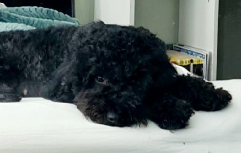 Mini F2 Labradoodles DOB 7/10/25