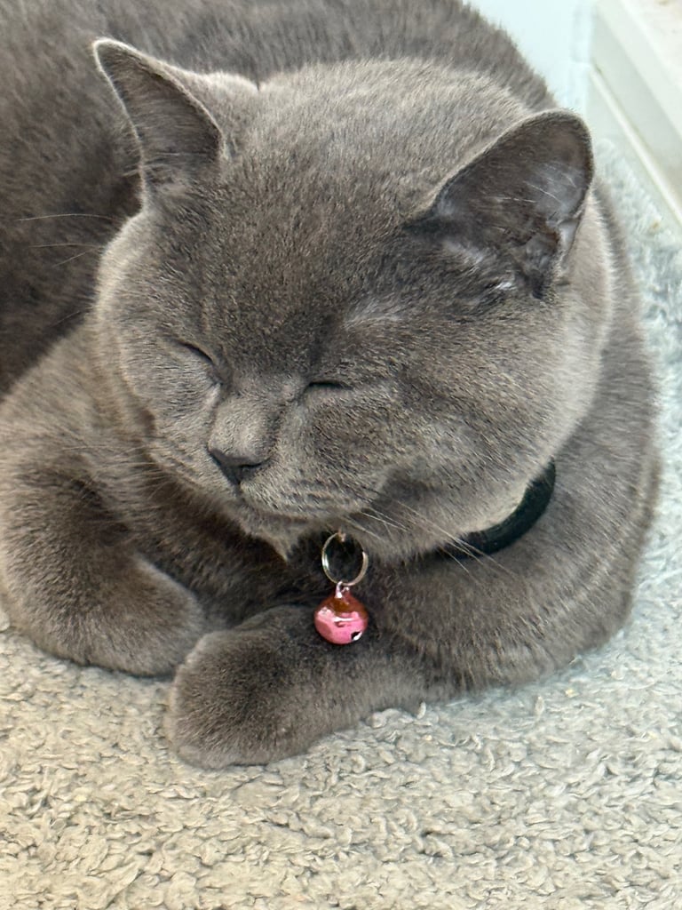 Beautiful British shorthair (8 months)