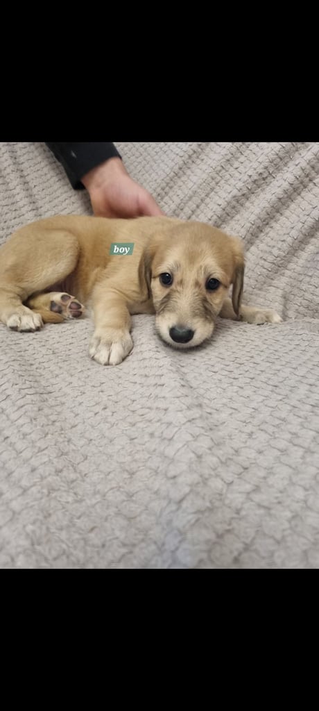 Stunning saluki lurchers