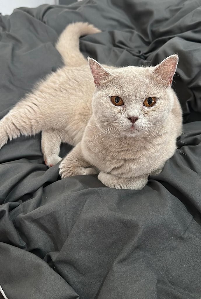 British shorthair Female Lilac cat 