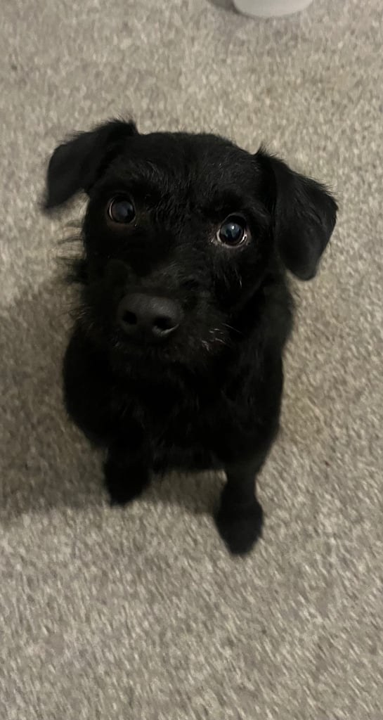 Patterdale looking for rehome 