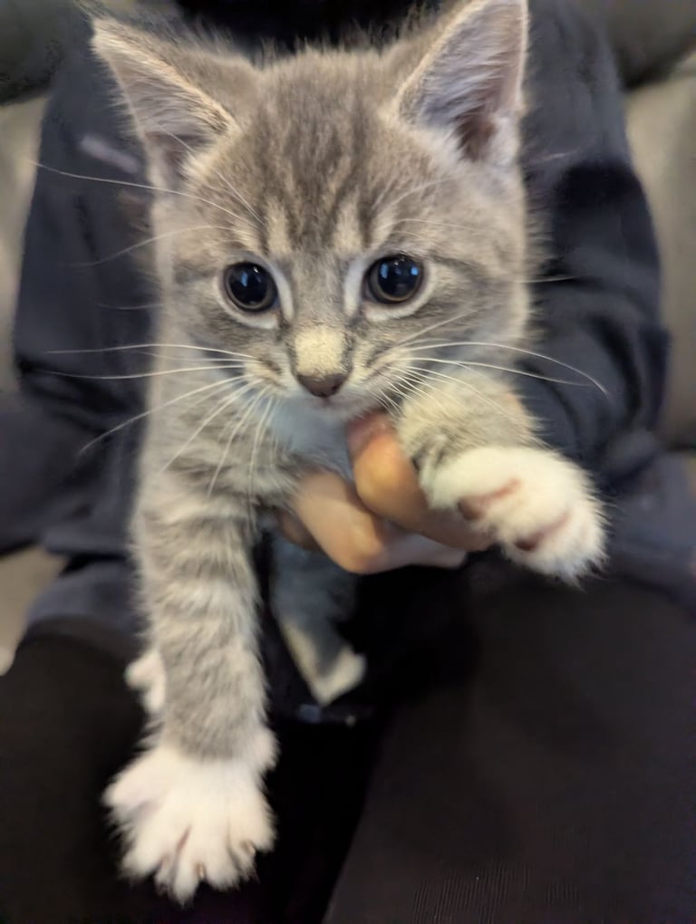 Kittens need a home soon