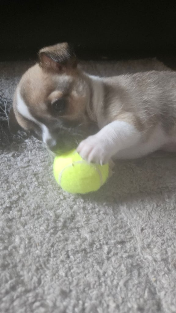 3/4 Chihuahua 1/4 Jack Russell Puppies for sale
