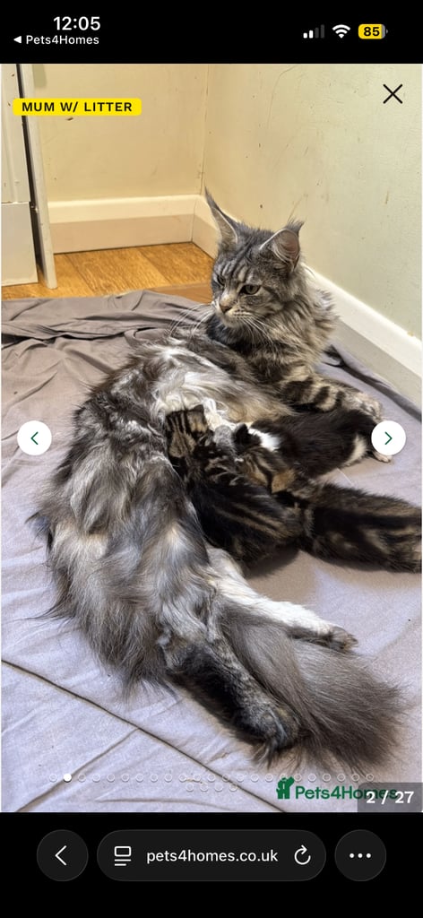 Maine coon & ragdoll cross kittens. - 3 left 