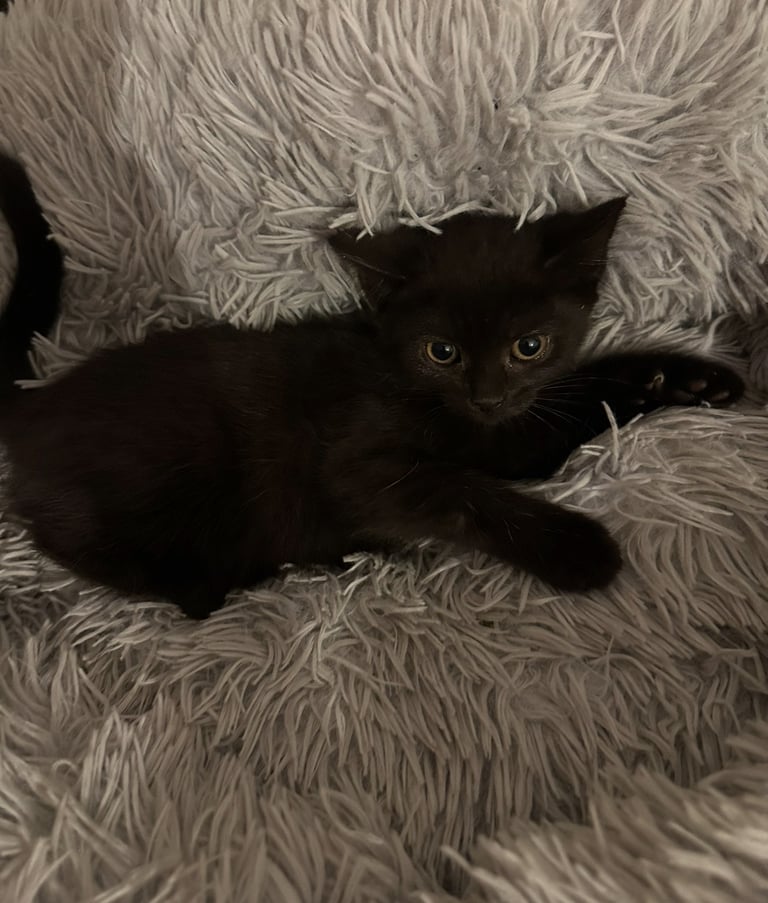 BRITISH SHORTHAIR MIXED KITTEN