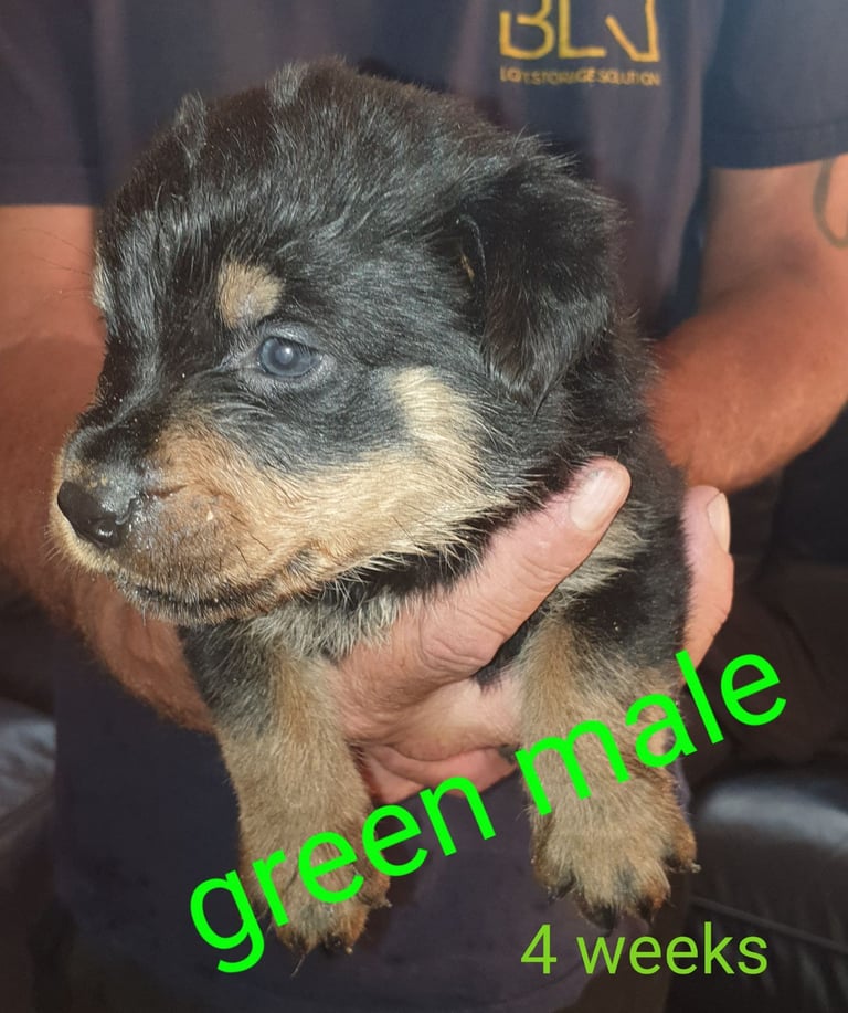 Rottweiler Dogs Rottweiler Shepherd Puppies For Sale Rottweiler