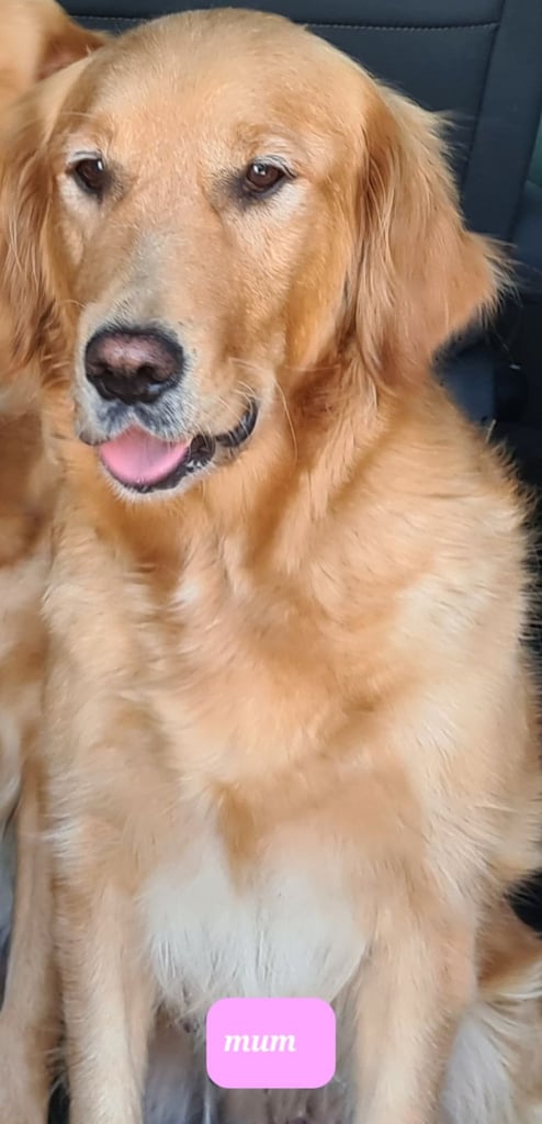 Golden retriever puppies