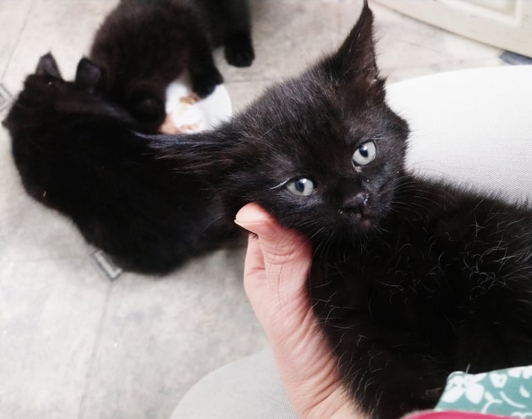Black 🖤 🖤 🖤 kittens in Stockport 