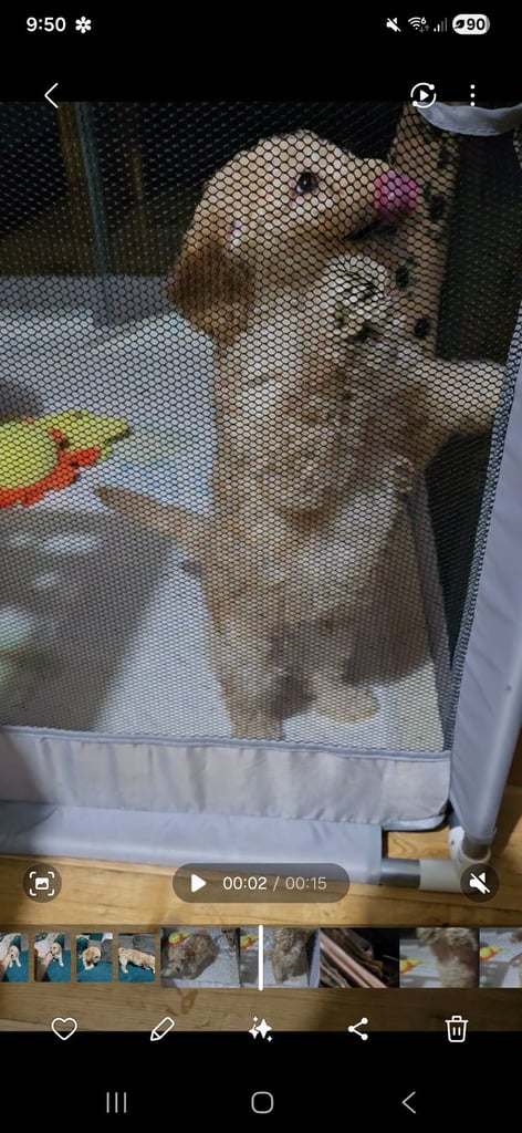 image for Toy poodle apricot boy 8 weeks old 