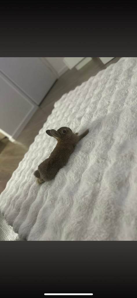 image for 20 week Netherlands Dwarf rabbit with cage