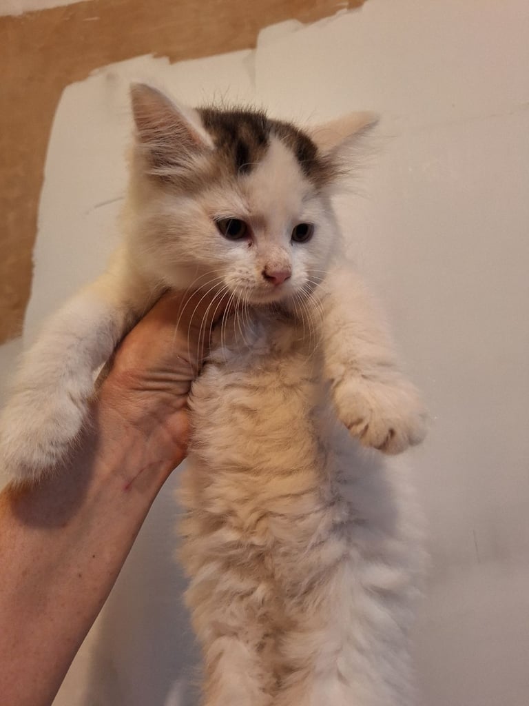  Kittens for sale 