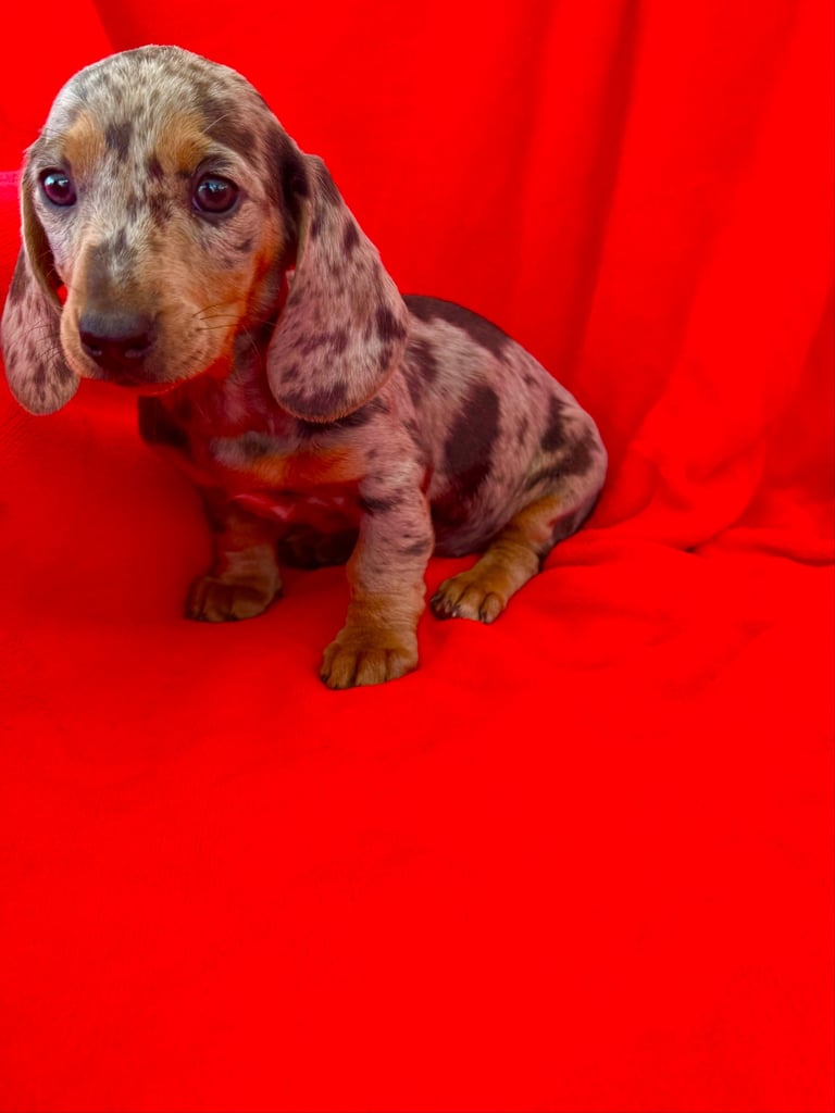 Miniature daschund  