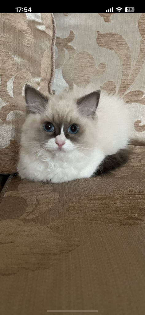 Ragdoll kitten for sale 