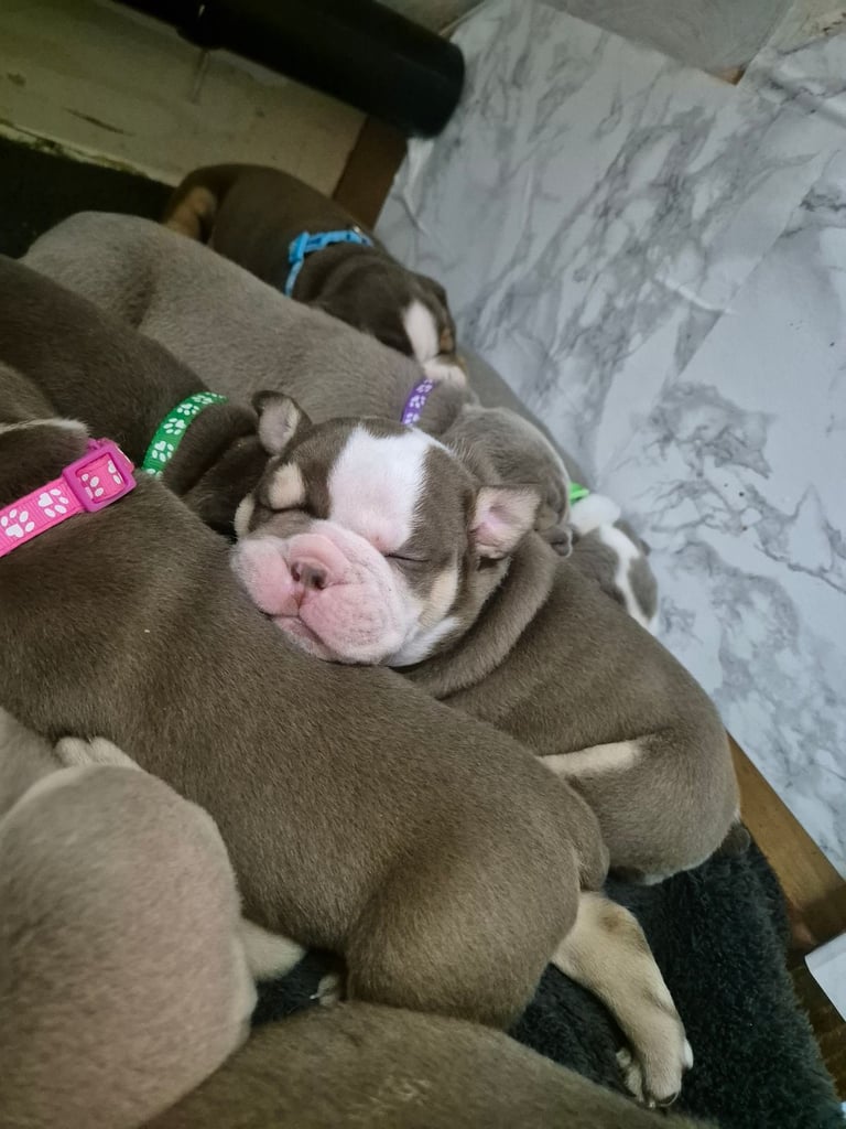 Olde english x english bulldog 