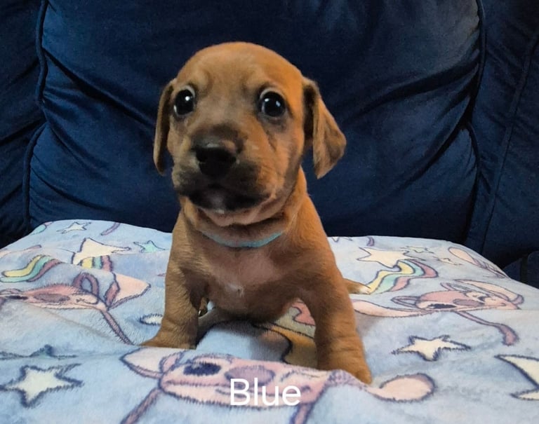 Jack Russel x Dachshund Puppies 