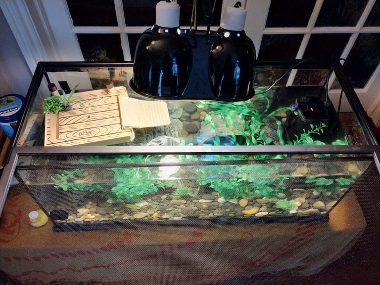 Pair of Musk Turtles with Tank, Lighting, Filter Pump, Heater, Thermometer and Accessories 
