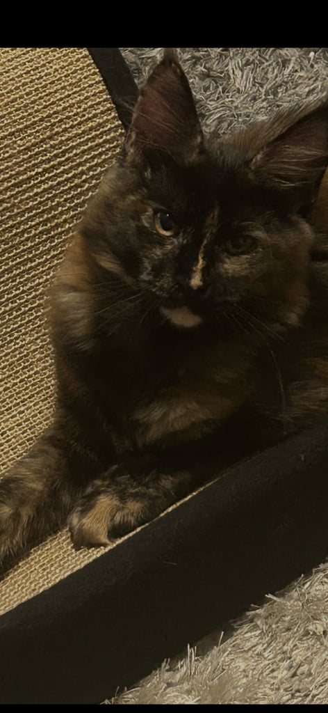   1 Adorable Purebred Maine Coon Kitten left