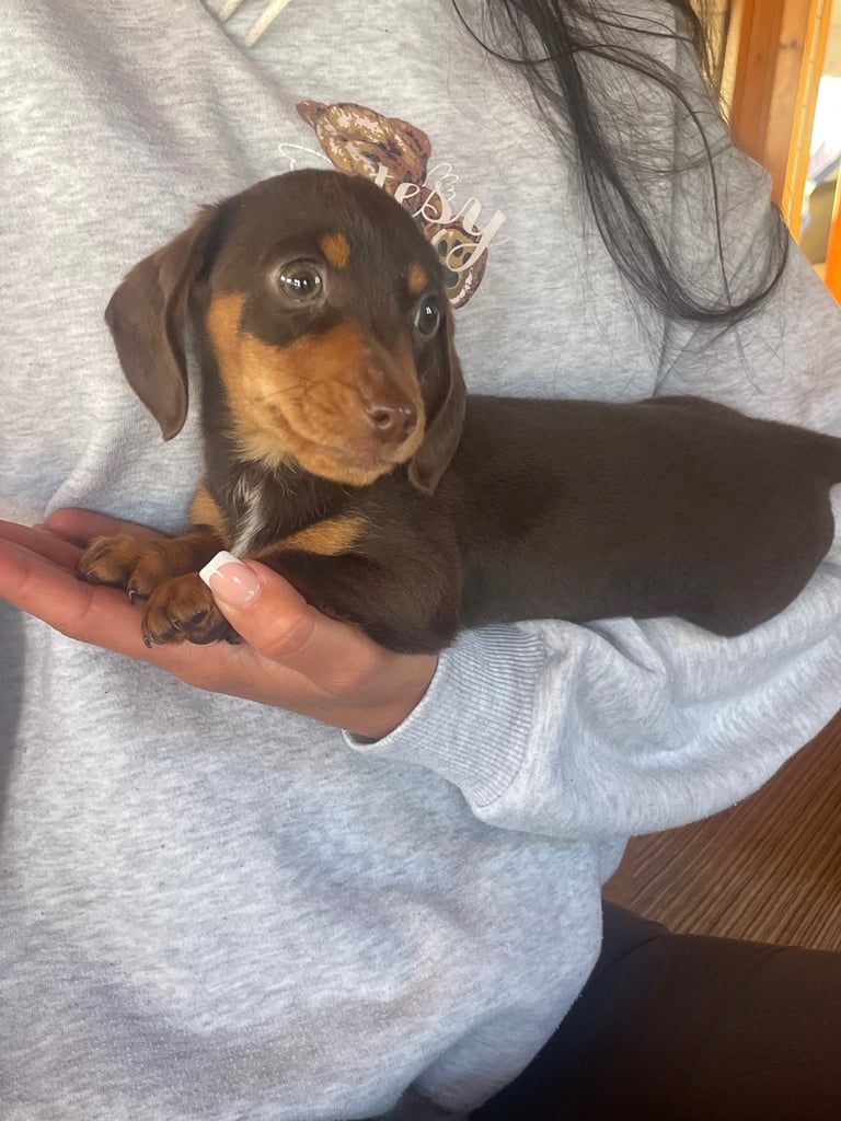 Miniature dachshund puppy 