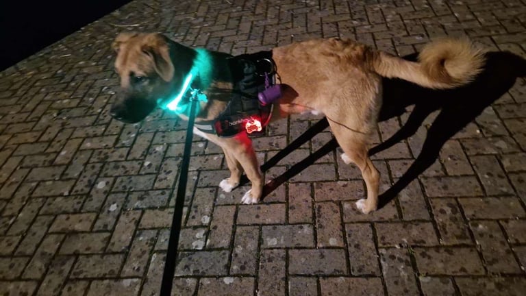 Urgent rehoming