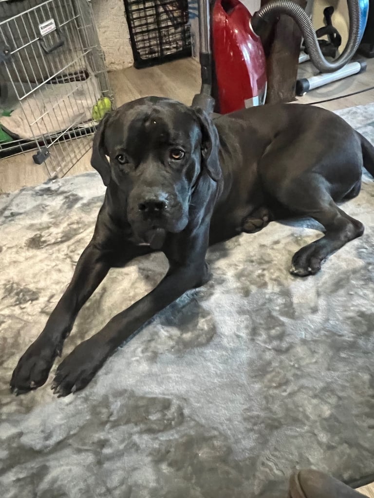 Cane Corso 