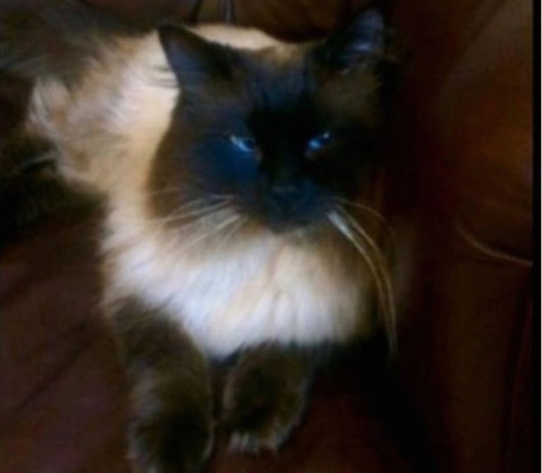 Pedigree Ragdoll Kittens Ready Now