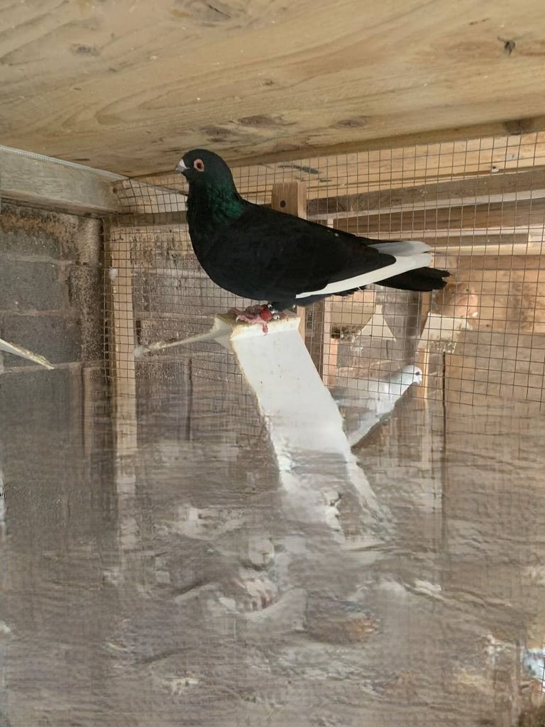 Syrian Pigeon 
