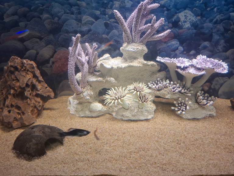 Fish tank and cabjnet 