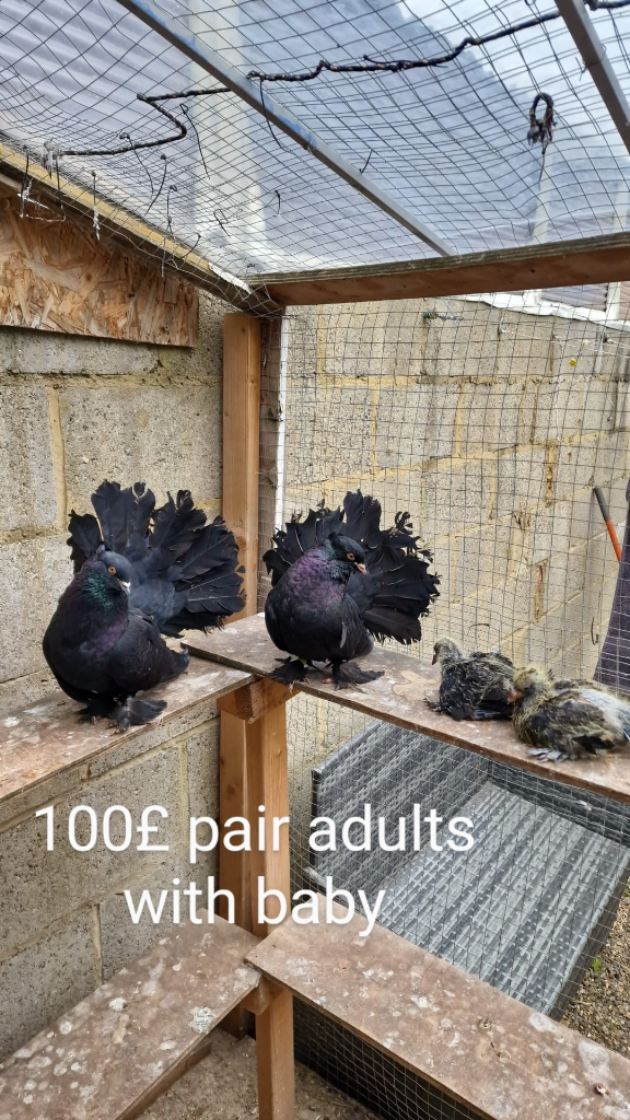 Indian fantail pigeons 