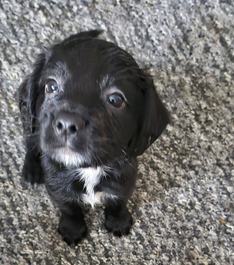 X3 puppies left