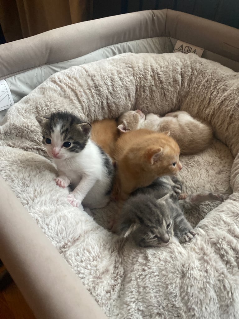 1 white tri colour boy left 