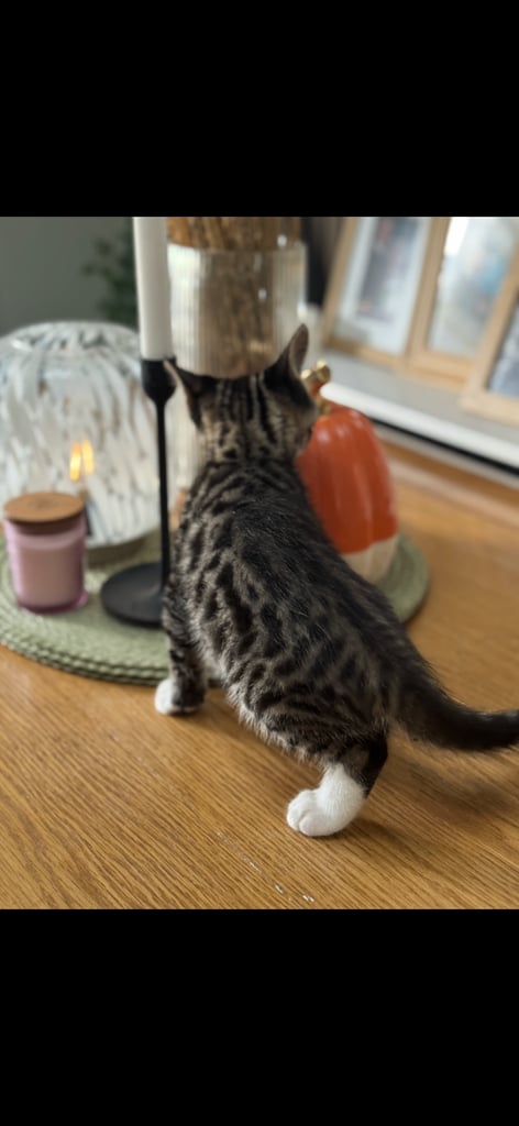 Maine coon cross Bengal kittens ready now 