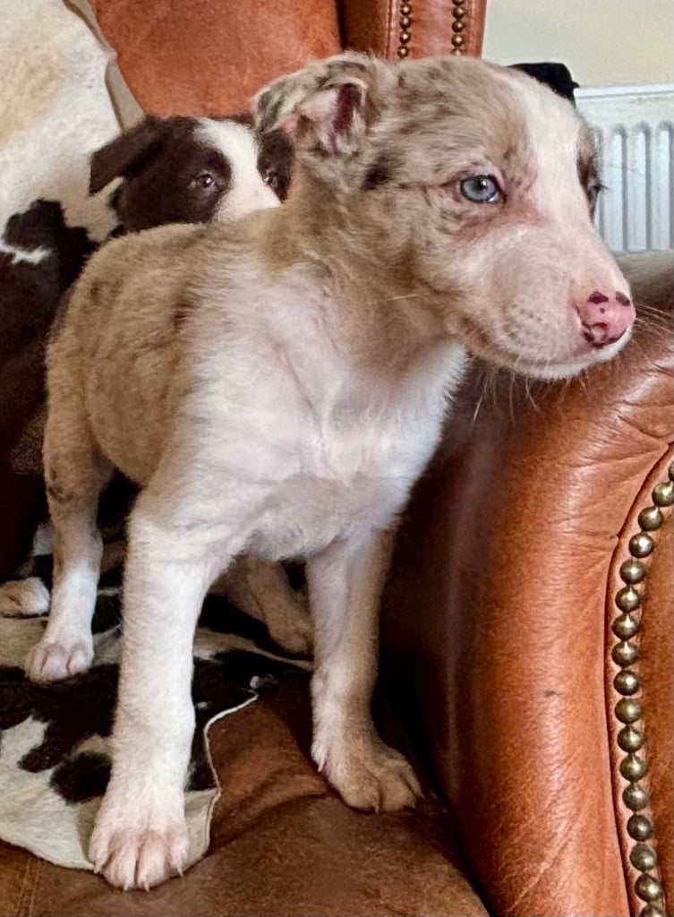 Stunning Merle Border Collie puppies.