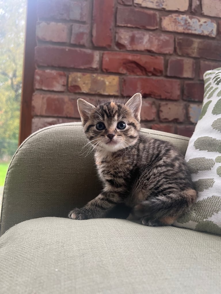 Kittens for Sale