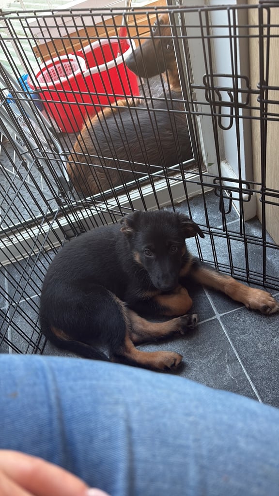  Beautiful girl looking for her forever home 