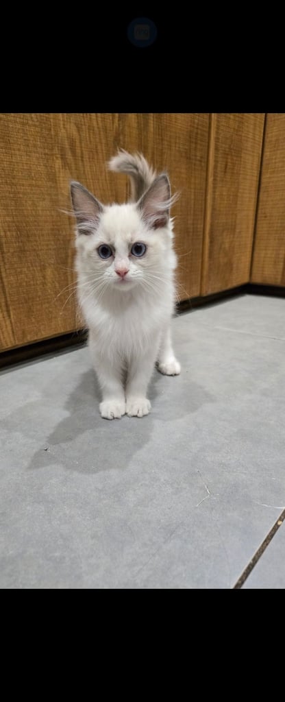 2 Stunning Ragdoll Kittens 
