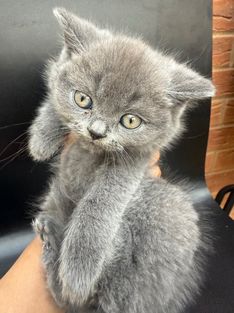 image for Beautiful British shorthairs