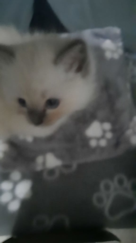 Ragdoll Kitten