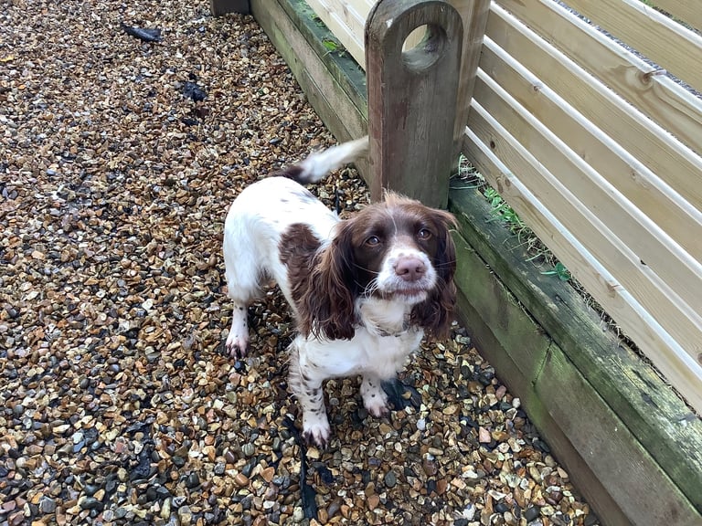 Springer Spaniel ( Girl )