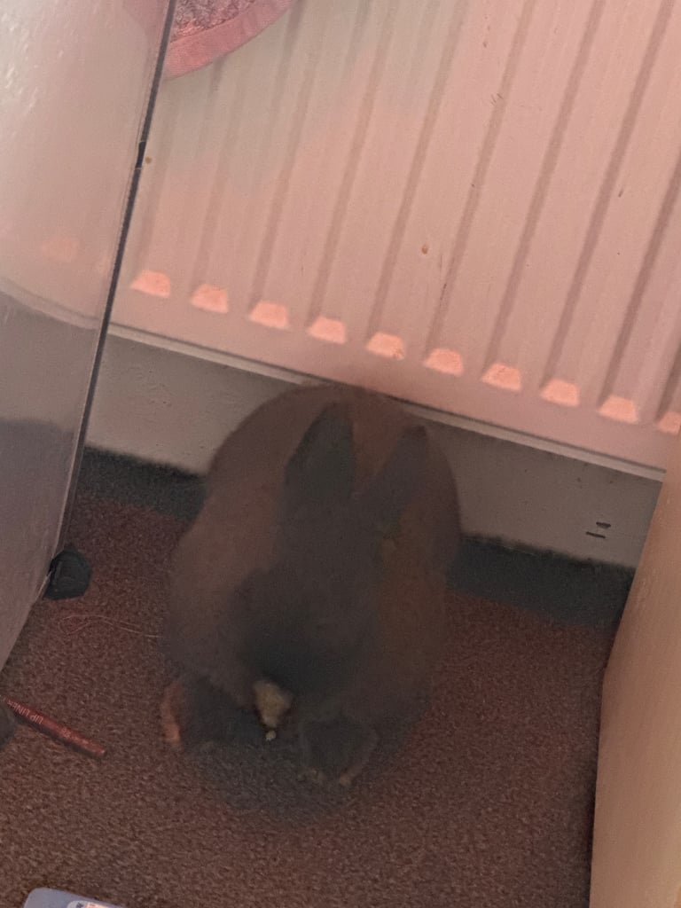 Rabbits 