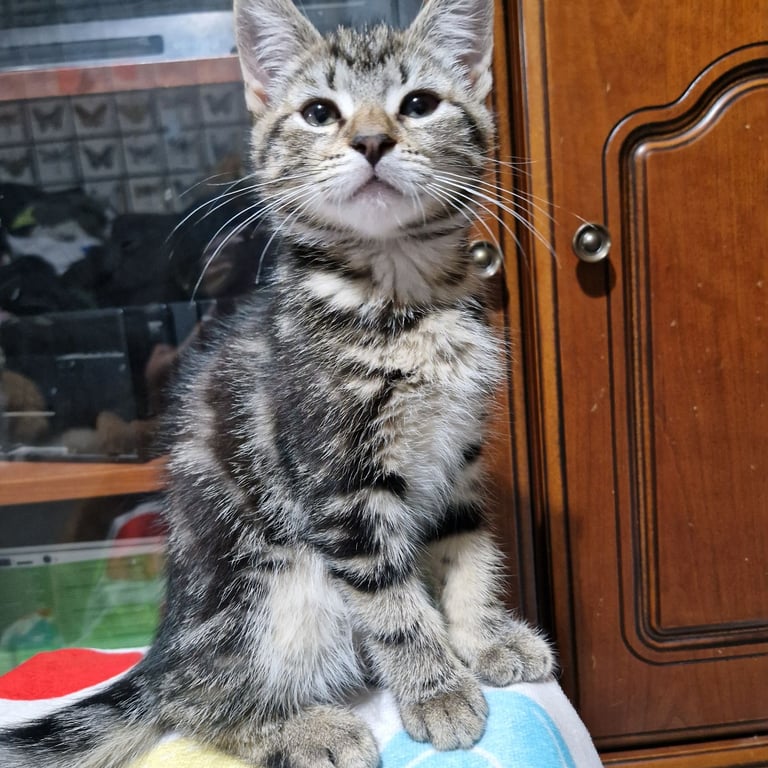 12 week kittens. 